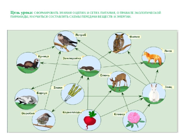 Цепи питания 9 класс биология презентация