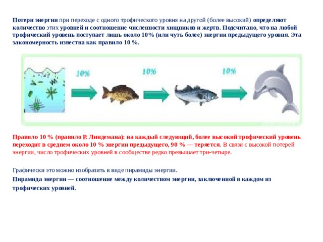 Трофические уровни схема. Трофические уровни потеря энергии. Тоофический упрвен. Трофические уровни питания.