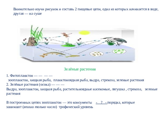 По рисунку составь 2 цепи питания одна из которых начинается в воде другая на суше