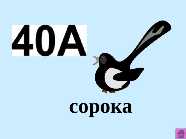 сорока 