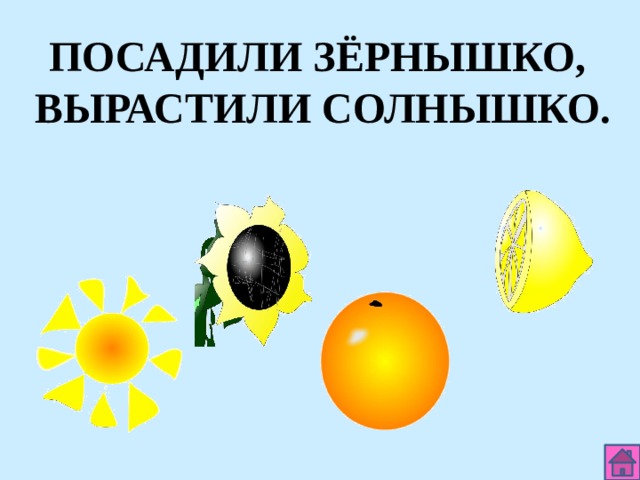 ПОСАДИЛИ ЗЁРНЫШКО, ВЫРАСТИЛИ СОЛНЫШКО. 