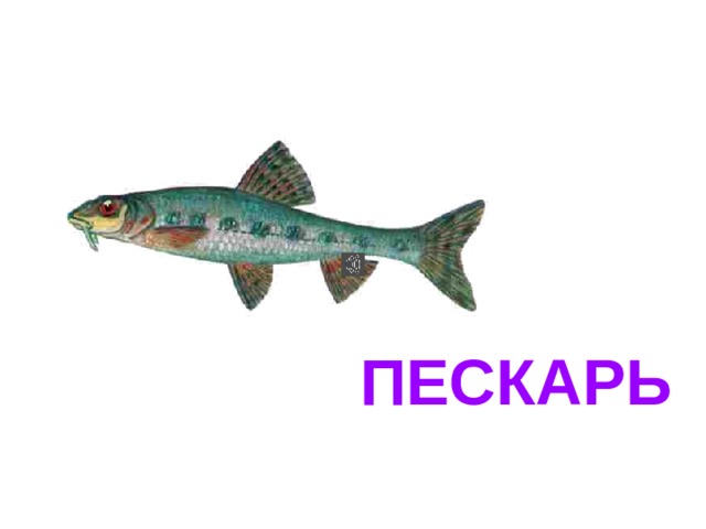 Пескарь картинки для детей