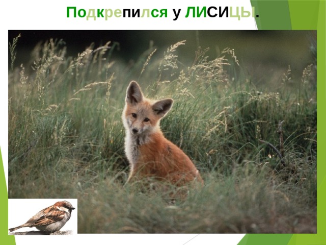 По д к ре пи л ся у ЛИ СИ ЦЫ .  