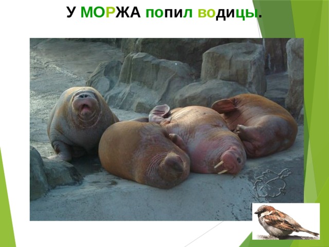 У МО Р ЖА по пи л  во ди цы .  