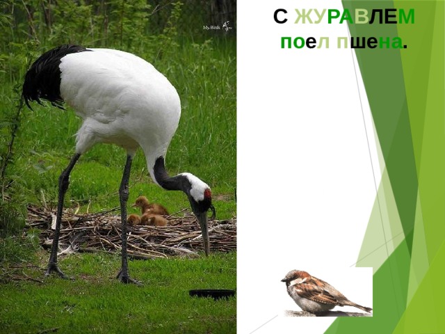 С ЖУ РА В ЛЕ М  по е л  п ше на .  