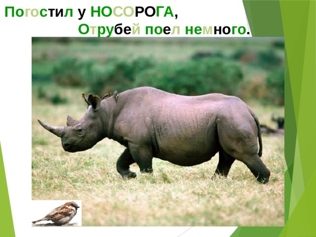 По го с ти л у НО СО РО ГА , О т ру бе й  по е л  не м но го .  