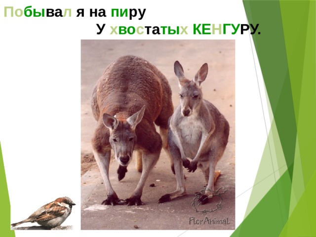 По бы ва л я на пи ру У х во с та ты х  КЕ Н ГУ РУ.  