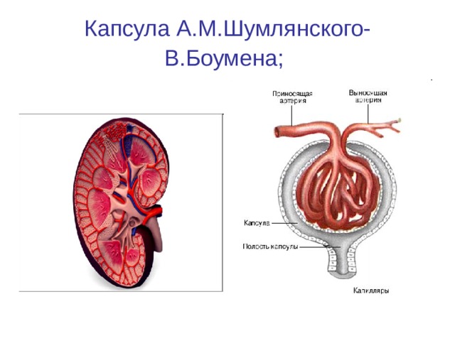 Капсула боумена