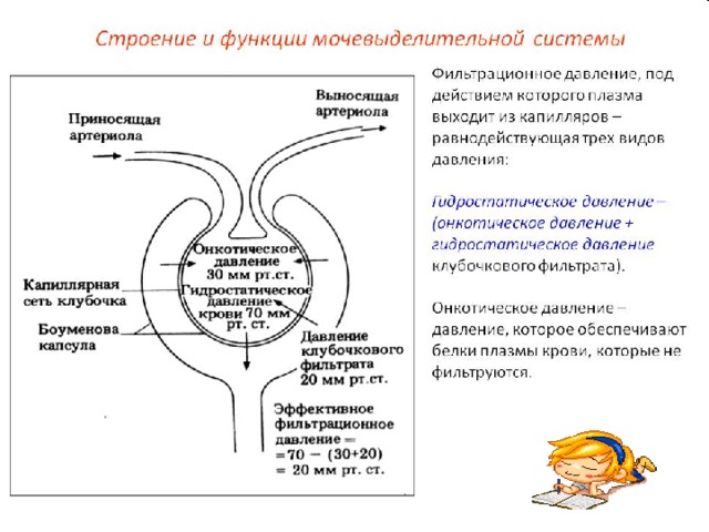 Рассмотрите схему мочевыделительной системы и опишите строение и функции почек мочеточников мочевого