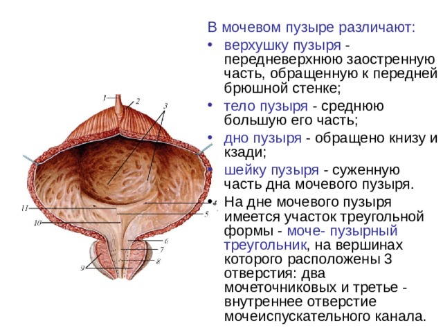 Мочевой пузырь наружу фото