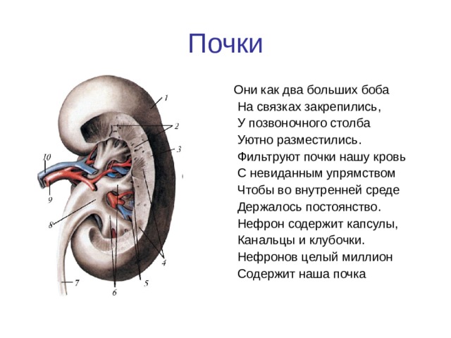 Мочевая система мужчины в картинках выход камней