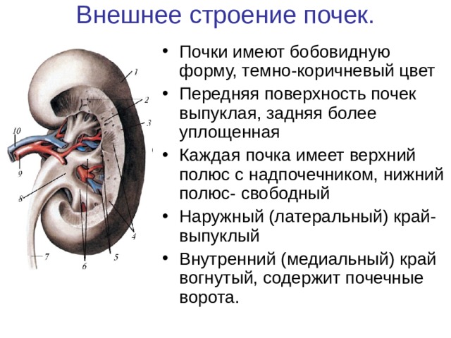 Какие части изображенной на рисунке почки человека обозначены цифрами 1 3 укажите их функции