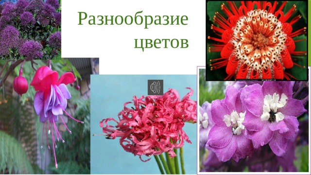 Разнообразие  цветов Виды  