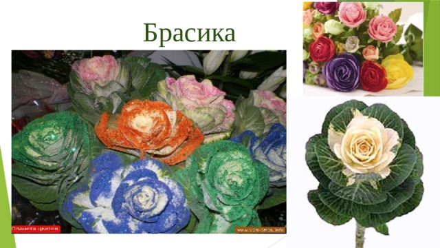 Брасика 