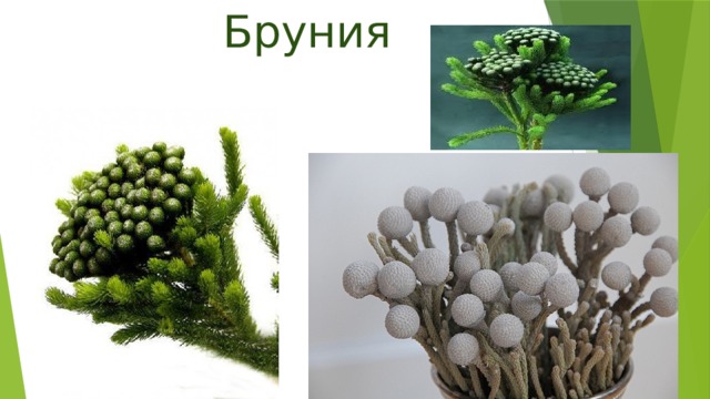 Бруния 