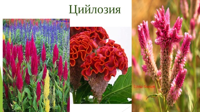 Цийлозия 