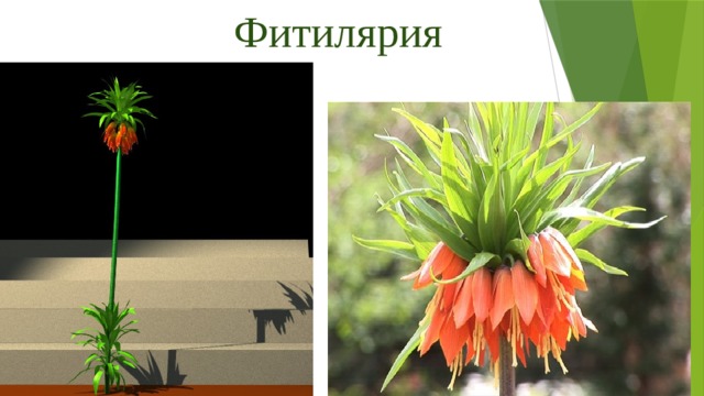 Фитилярия 