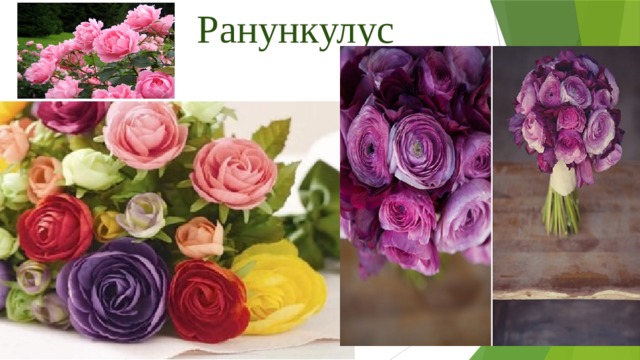 Ранункулус 