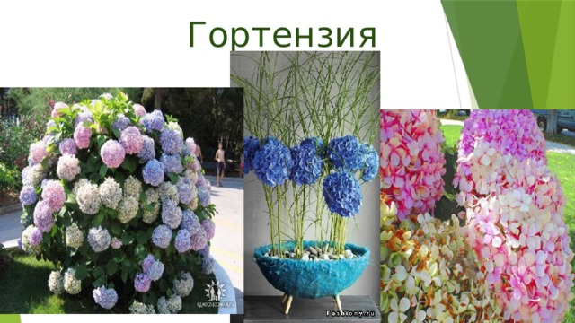 Гортензия 