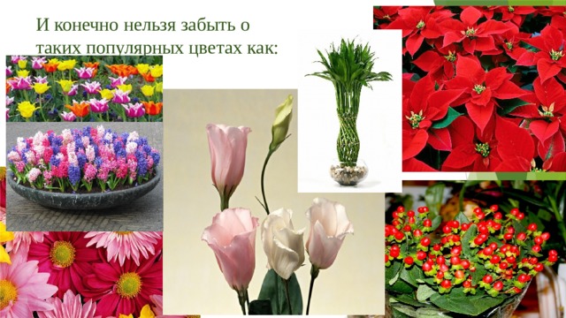 И конечно нельзя забыть о таких популярных цветах как: 