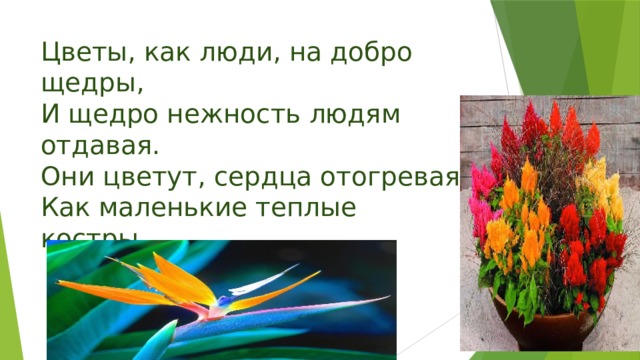 Цветы, как люди, на добро щедры,  И щедро нежность людям отдавая.  Они цветут, сердца отогревая. Как маленькие теплые костры.   