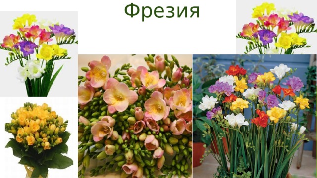 Фрезия 