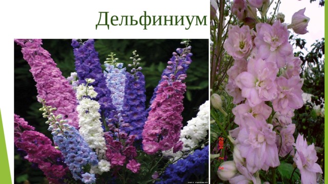 Дельфиниум 