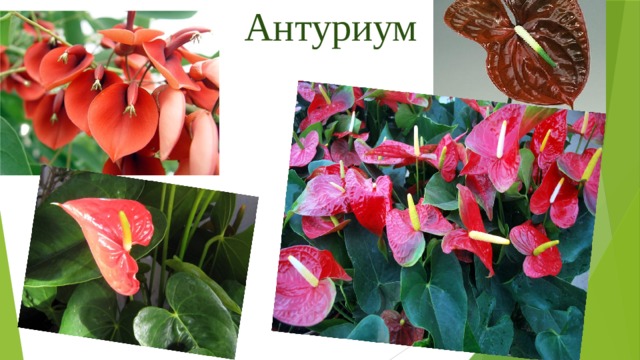 Антуриум 