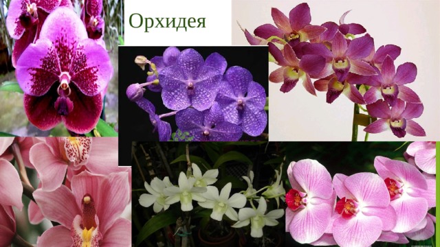 Орхидея 