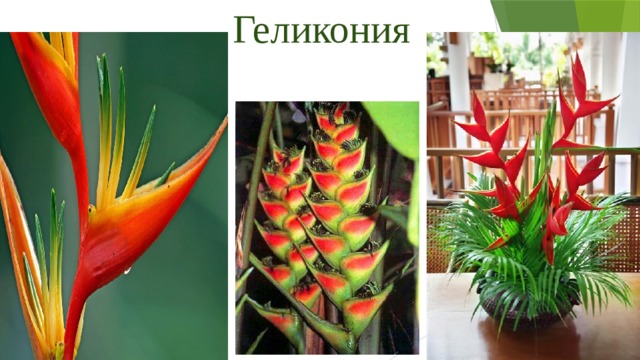 Геликония 