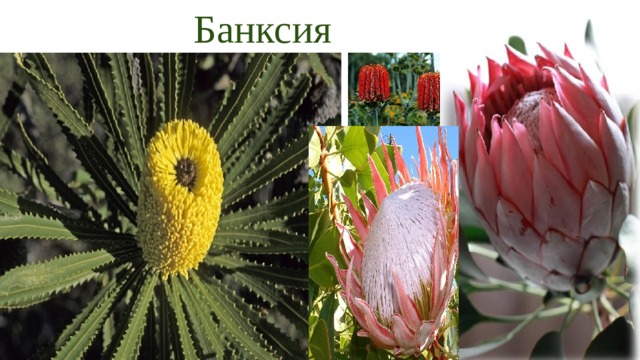 Банксия 