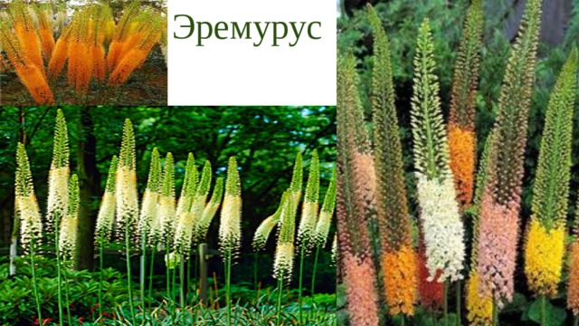 Эремурус 