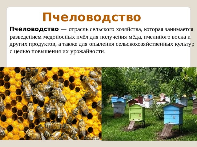  Пчеловодство  Пчеловодство  — отрасль сельского хозяйства, которая занимается разведением медоносных пчёл для получения мёда, пчелиного воска и других продуктов, а также для опыления сельскохозяйственных культур с целью повышения их урожайности. 