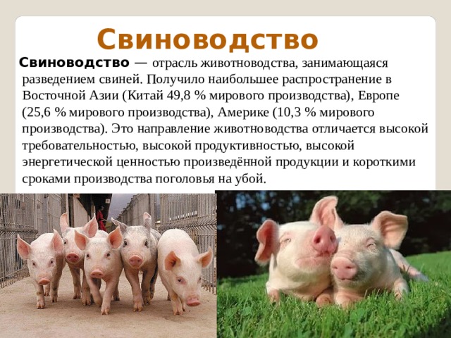  Свиноводство  Свиноводство  — отрасль животноводства, занимающаяся разведением свиней. Получило наибольшее распространение в Восточной Азии (Китай 49,8 % мирового производства), Европе (25,6 % мирового производства), Америке (10,3 % мирового производства). Это направление животноводства отличается высокой требовательностью, высокой продуктивностью, высокой энергетической ценностью произведённой продукции и короткими сроками производства поголовья на убой. 