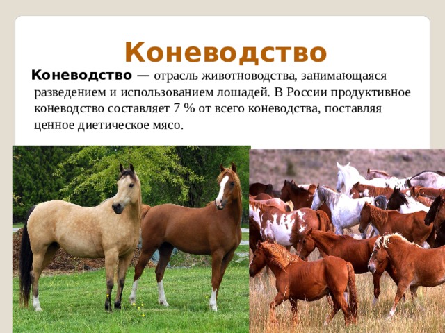  Коневодство  Коневодство  —  отрасль животноводства, занимающаяся разведением и использованием лошадей. В России продуктивное коневодство составляет 7 % от всего коневодства, поставляя ценное диетическое мясо. 
