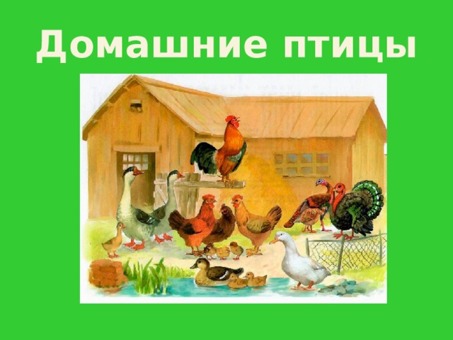 Домашние птицы 