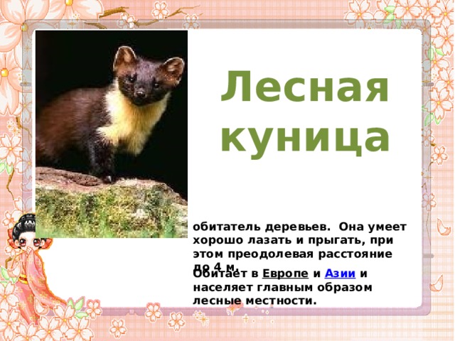 Язык куницы