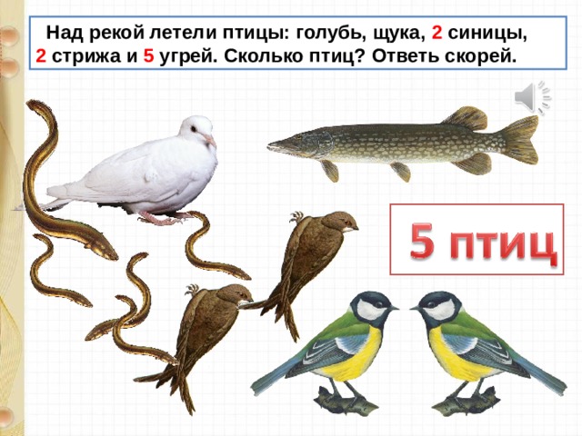  Над рекой летели птицы: голубь, щука, 2 синицы, 2 стрижа и 5 угрей. Сколько птиц? Ответь скорей. 