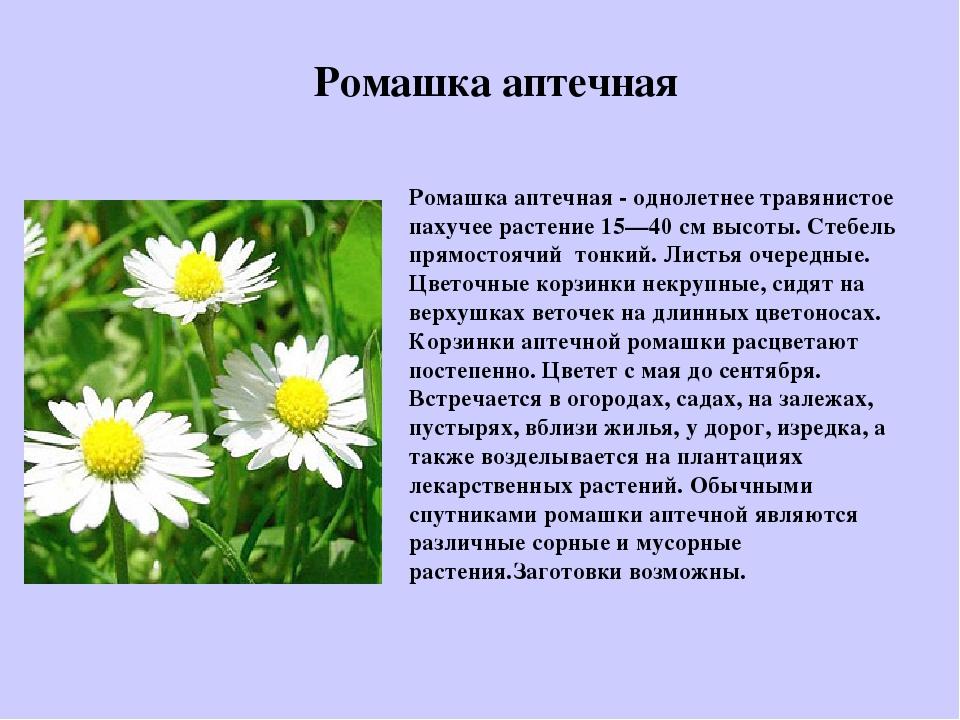 Текст описание про ромашку в научном стиле. Описание ромашки. Ромашка описание растения. Ромашка аптечная описание.