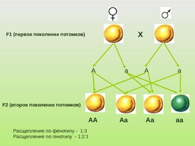 Соотношение получившихся фенотипов