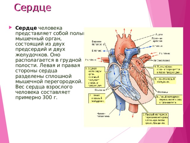 Сердце человека разделено сплошной перегородкой на левую