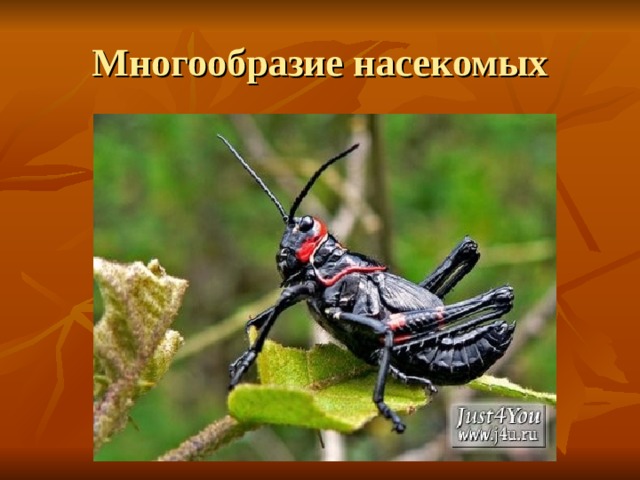 Многообразие насекомых 