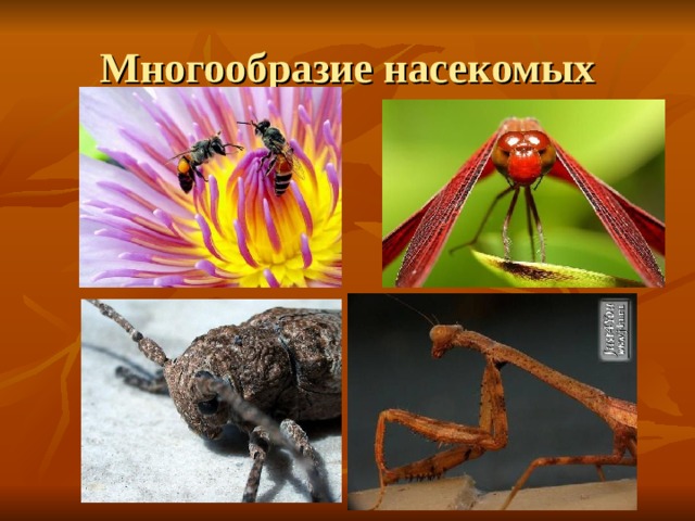 Многообразие насекомых 