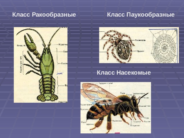 Класс Ракообразные Класс Паукообразные Класс Насекомые 