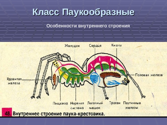 Класс Паукообразные   Особенности внутреннего строения 