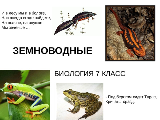 ЗЕМНОВОДНЫЕ 