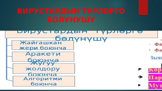 ВИРУСТАРДЫН ТУРЛОРГО БОЛУНУШУ 