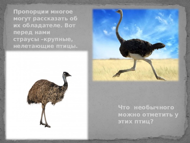 Пропорции многое могут рассказать об их обладателе. Вот перед нами страусы –крупные, нелетающие птицы.  Что необычного можно отметить у этих птиц? 