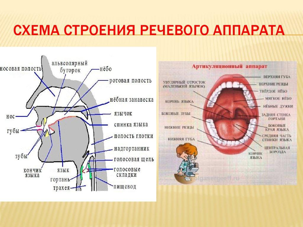 Карта во рту