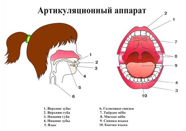 Артикуляция звука ч картинка